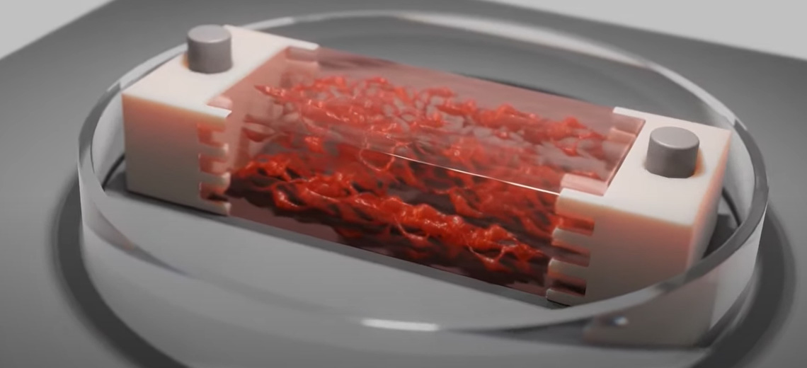 Design bioibridi per tessuto muscolo scheletrico biostampato in 3D
